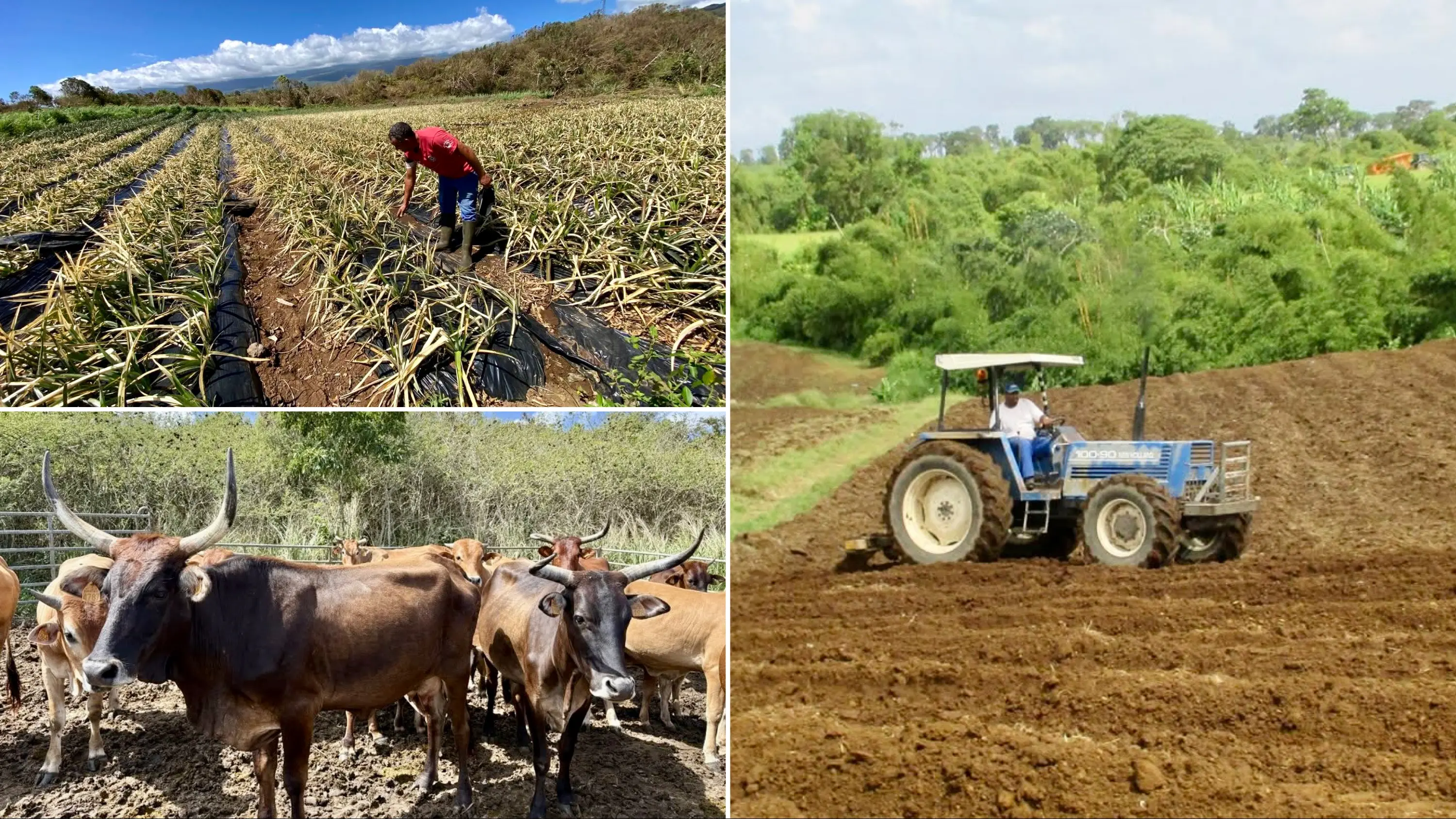 Budget 2027 : Les agriculteurs des Outre-mer vent debout contre une « coupe budget historique de 24 millions d’euros »