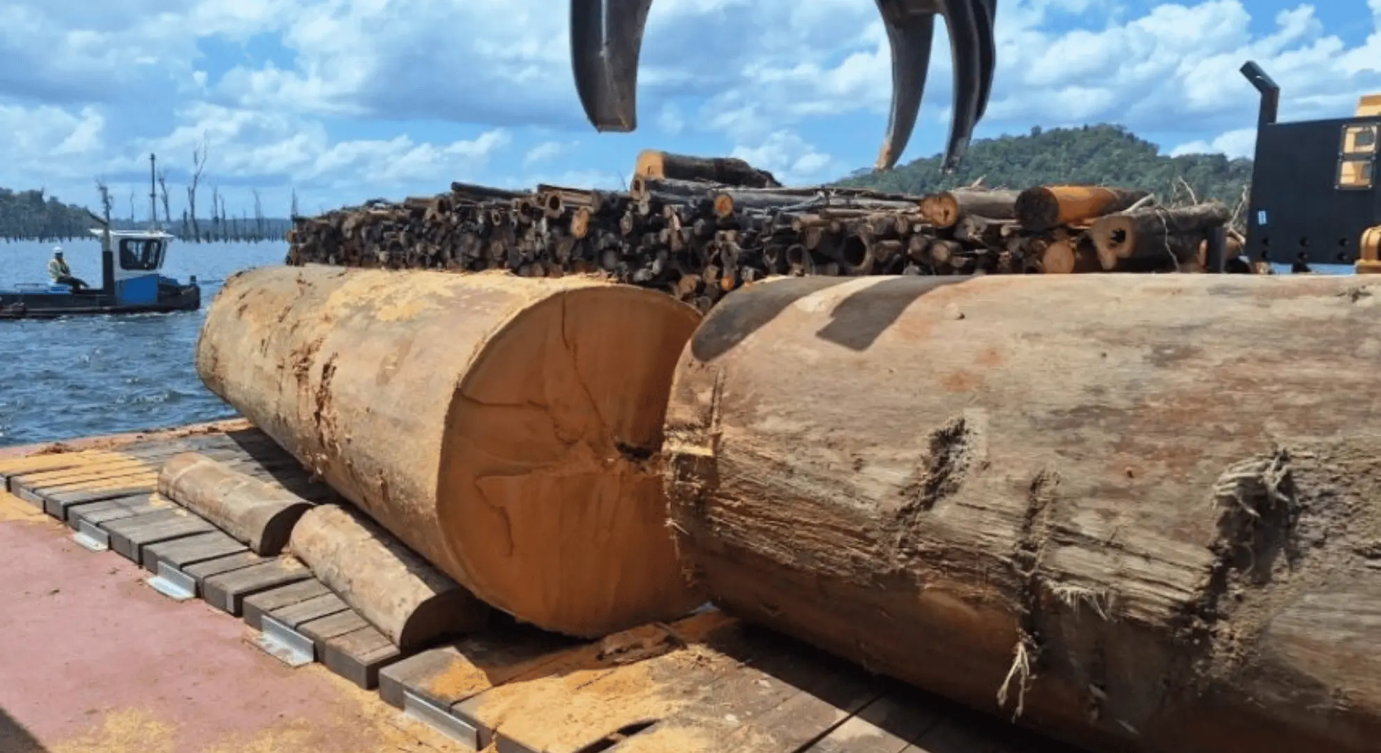 Dans le prolongement de Choose Outre-mer, Triton Guyane expédie son premier conteneur de bois immergé vers l’Europe