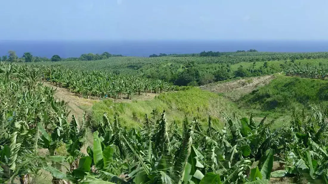 Chlordécone aux Antilles : le gouvernement publie le bilan 2024-2025 de sa stratégie « pour poursuivre et renforcer l’action » contre ce pesticide