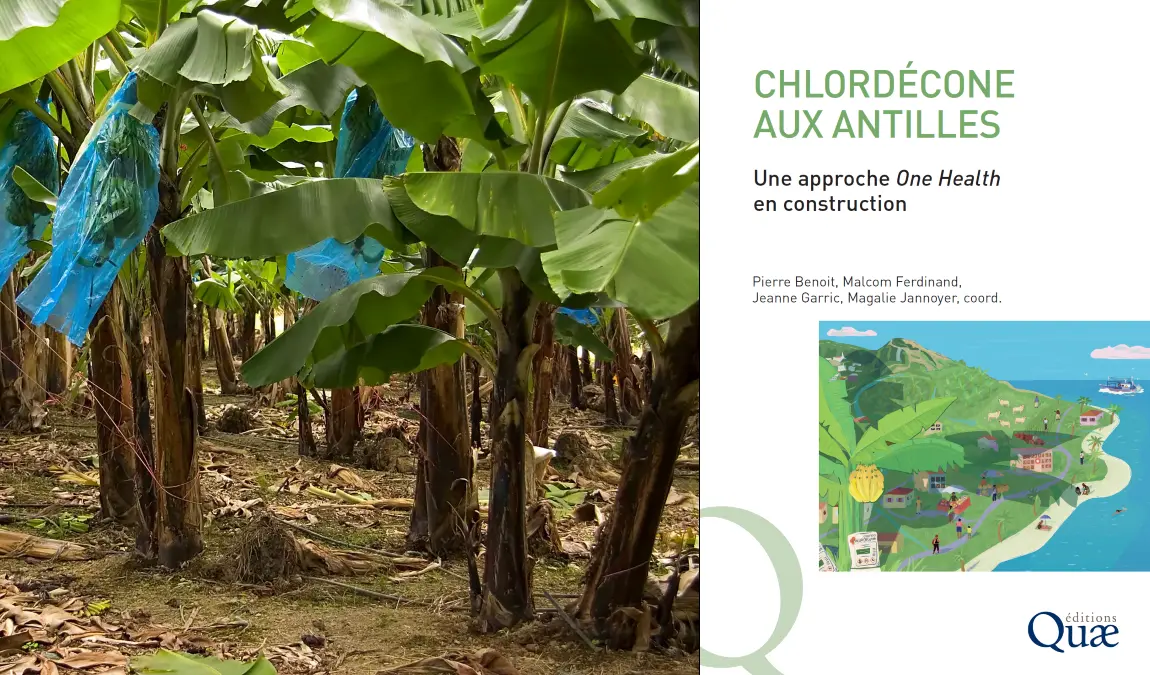Chlordécone : une étude multidisciplinaire préconise une approche intégrée pour répondre aux enjeux sanitaires et des écosystèmes aux Antilles