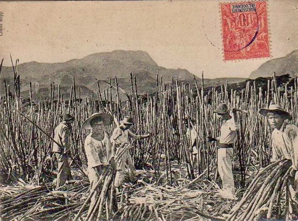 Histoires et cultures d'Océanie. La saga de la canne à sucre : quand cette plante du Pacifique fait basculer l'histoire, par Alexandre Juster