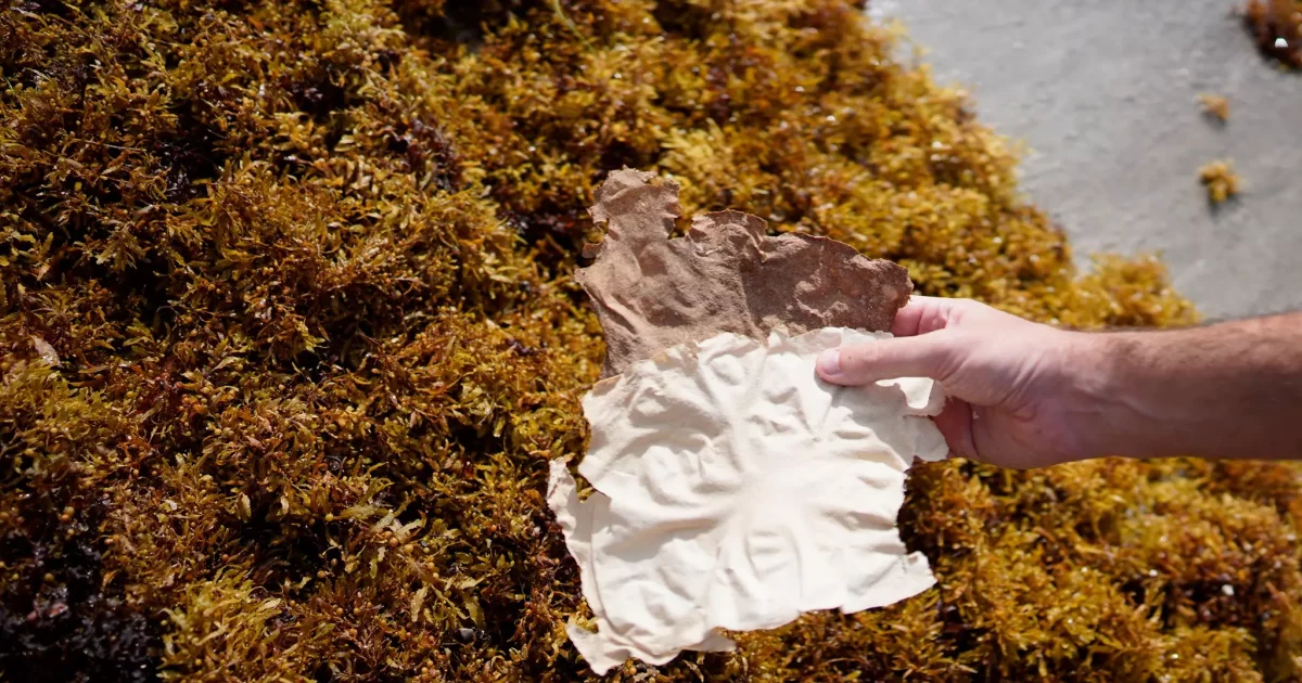 Tech4Islands Awards : Sargasse Project, d’une algue invasive et toxique à un biomatériau utile et écologique