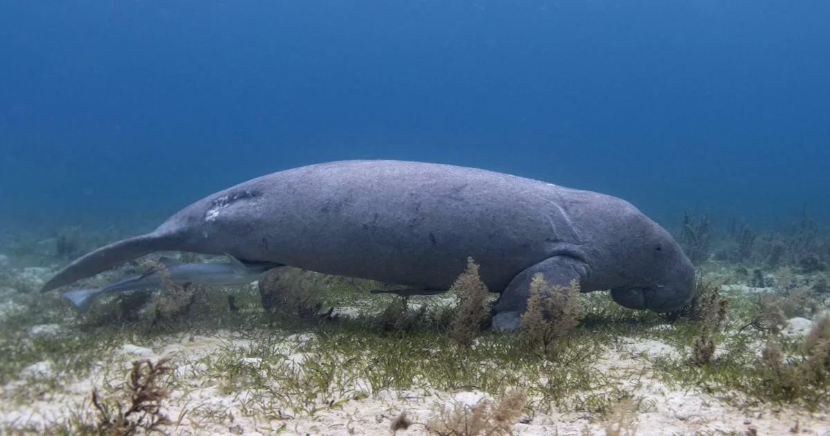 Nouvelle-Calédonie : Projet RESAC-Dugong, récolter les savoirs ...