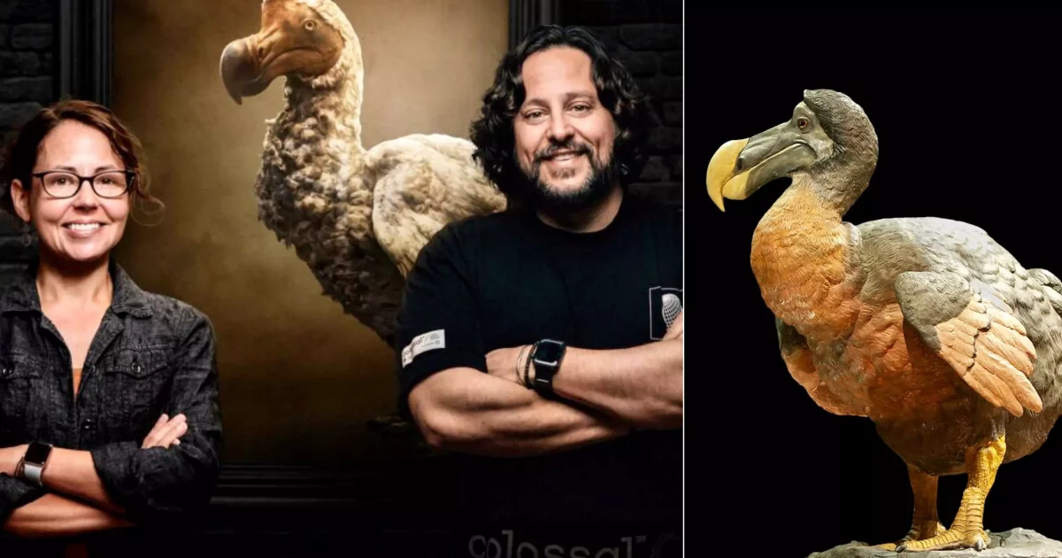 Planète : La start-up Colossal veut ressusciter le dodo, cet oiseau