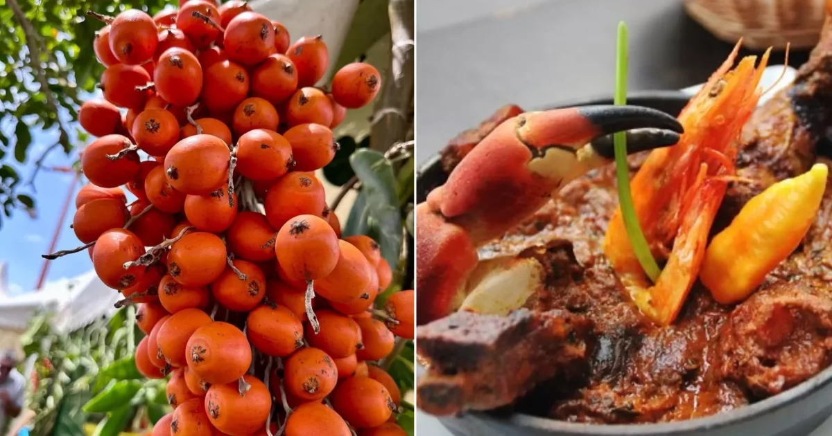 Guyane Des traces du bouillon d'Awara dès le XVIIe siècles, retrouvés