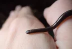 Vingt ans après la dernière observation, le serpent le plus petit du monde redécouvert à la Barbade