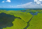 Journée internationale des mangroves : l'Ifrecor alerte sur leur dégradation et déploie des actions pour leur sauvegarde