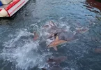 Polynésie : Un enfant de sept ans subit de profondes morsures de requin