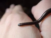 Vingt ans après la dernière observation, le serpent le plus petit du monde redécouvert à la Barbade