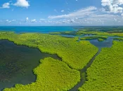 Journée internationale des mangroves : l'Ifrecor alerte sur leur dégradation et déploie des actions pour leur sauvegarde