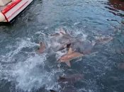 Polynésie : Un enfant de sept ans subit de profondes morsures de requin