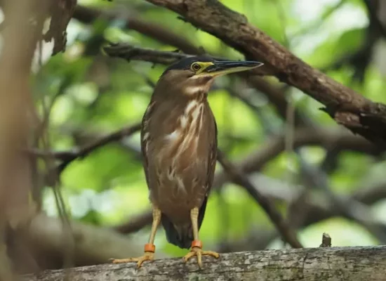 Biodiversité en Polynésie : Un bébé héron strié est né à Huahine, un espoir pour cette espèce en danger