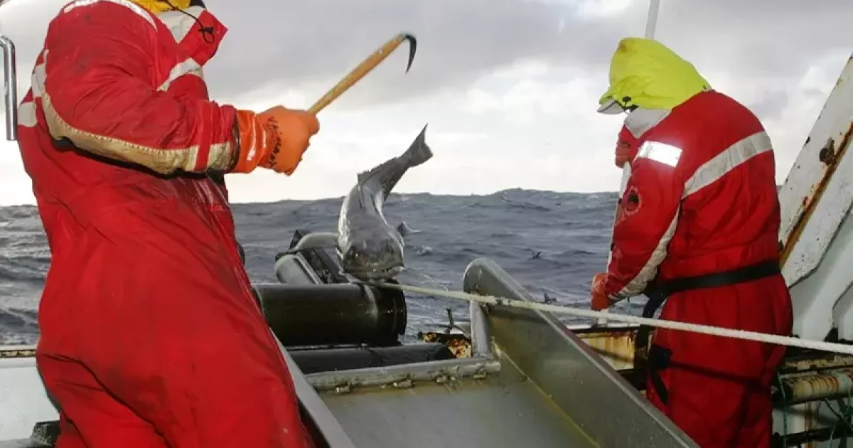 Pêche à la légine australe dans les TAAF : 8 candidats retenus pour la ...