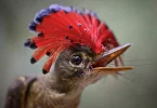 Biodiversité : Les oiseaux tropicaux victimes des chaleurs extrêmes, selon une étude