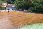 Une action collective lancée aux Antilles pour indemniser les victimes des sargasses
