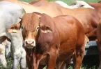 La viande de Nouvelle-Calédonie exportée pour la première fois vers la Polynésie