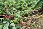 La Réunion : De nouvelles indemnisations pour les agriculteurs de l'île touchés lors du cyclone Garance