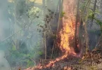 Brûlis illégaux et cyclone, un terrain propice pour les feux à Mayotte