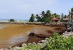 Sargasses en Guadeloupe : Le seuil d'alerte au sulfure d'hydrogène dépassé à Capesterre de Marie-Galante, plages et boulevard maritime fermés