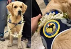 La Polynésie française accueille Ukyo, un « chien d’assistance judiciaire » pour réconforter les victimes de violences