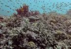 Pacifique : en Australie, la Grande Barrière de corail victime d'un record de blanchissement