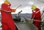 Pêche à la légine australe dans les TAAF : 8 candidats retenus pour la campagne 2025-2028