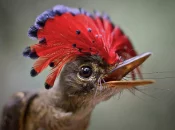 Biodiversité : Les oiseaux tropicaux victimes des chaleurs extrêmes, selon une étude