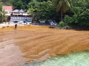 Une action collective lancée aux Antilles pour indemniser les victimes des sargasses