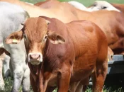 La viande de Nouvelle-Calédonie exportée pour la première fois vers la Polynésie