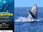 Mayotte va accueillir son premier Festival de la Baleine