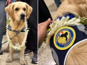 La Polynésie française accueille Ukyo, un « chien d’assistance judiciaire » pour réconforter les victimes de violences