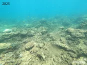 Près de la moitié des coraux du lagon de Mayotte détruits par le cyclone Chido, selon une étude