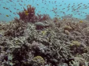 Pacifique : en Australie, la Grande Barrière de corail victime d'un record de blanchissement