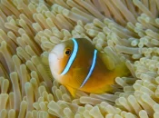 Biodiversité en Polynésie : Le poisson-clown ma'ohi reconnu comme une espèce à part entière