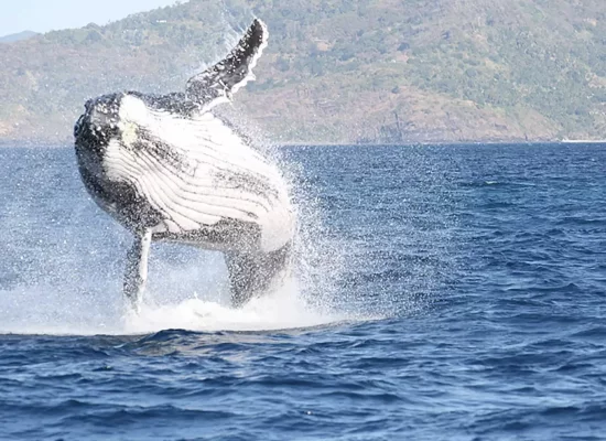 Mayotte-Protection des cétacés : L'association Ceta’Mahore dresse le bilan du projet Wujua 2