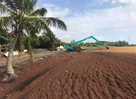 Aux Antilles, mobilisation accrue contre les arrivages massifs de sargasses