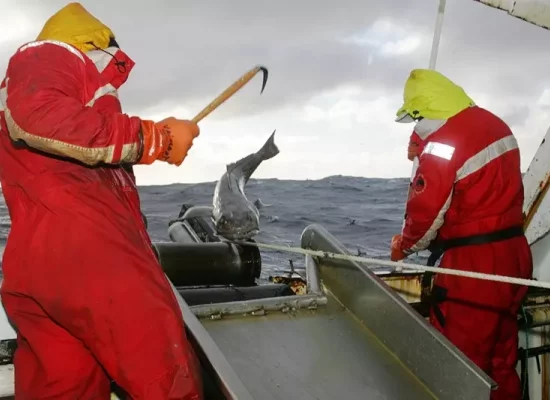 Pêche à la légine australe dans les TAAF : 8 candidats retenus pour la campagne 2025-2028