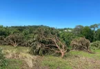 La Réunion : 1,3 million d’euros d’aides versés aux producteurs de vanille et de letchis dans le cadre des indemnisation post-cyclone Garance
