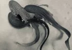 Nouvelle-Calédonie : La reproduction des requins léopard documentée pour la première fois et relayée à l’international