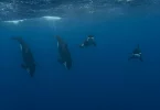 Polynésie : Les clichés fascinants d’un groupe d’orques au large de Moorea