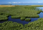 Nouvelle étape dans l’évaluation des mangroves de Nouvelle-Calédonie et Wallis a annoncé l'UICN