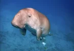 Nouvelle-Calédonie : une campagne pour protéger les dugongs, en danger critique d’extinction