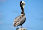 Biodiversité : En Guadeloupe, le nombre d'oiseaux tropicaux en chute libre