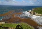 Biodiversité : À Abou Dhabi, la Guadeloupe obtient la reconnaissance internationale du fléau des sargasses