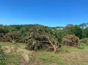 La Réunion : 1,3 million d’euros d’aides versés aux producteurs de vanille et de letchis dans le cadre des indemnisation post-cyclone Garance