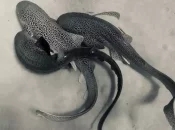 Nouvelle-Calédonie : La reproduction des requins léopard documentée pour la première fois et relayée à l’international