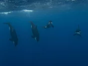 Polynésie : Les clichés fascinants d’un groupe d’orques au large de Moorea