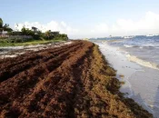 Guadeloupe : La création d'un syndicat mixte ouvert pour la gestion des sargasses actée, un financement de 20 millions d'euros attendu
