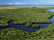 Nouvelle étape dans l’évaluation des mangroves de Nouvelle-Calédonie et Wallis a annoncé l'UICN