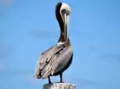 Biodiversité : En Guadeloupe, le nombre d'oiseaux tropicaux en chute libre